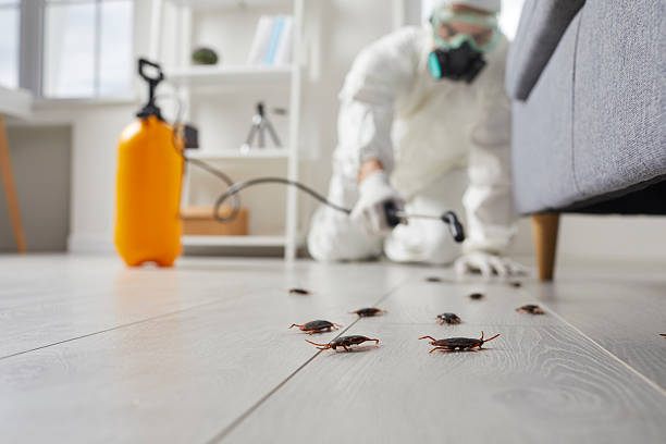 Post-Treatment Bed Bug Interceptor Monitoring in Lakeview